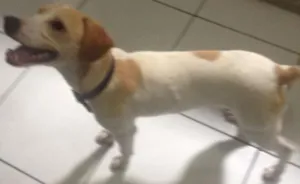 Cachorro raça Vira Lata idade 7 a 11 meses nome Pingo