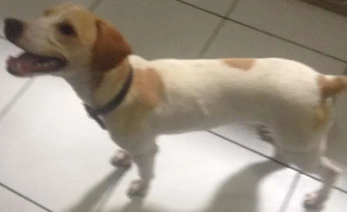 Cachorro ra a Vira Lata idade 7 a 11 meses nome Pingo