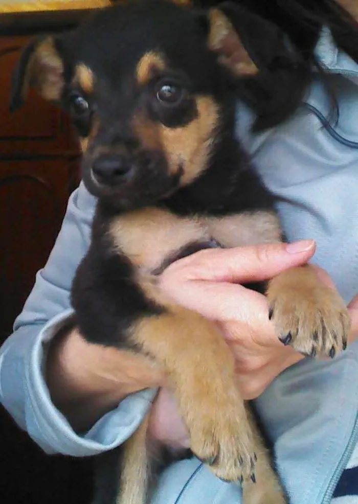 Cachorro ra a SRD idade 2 a 6 meses nome não tem