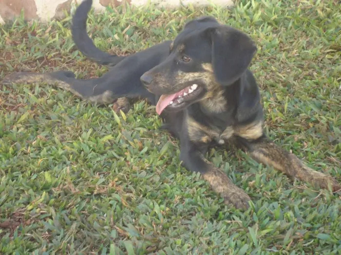 Cachorro raça SRD idade 7 a 11 meses nome lola
