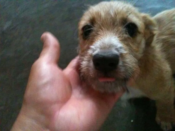 Cachorro ra a  idade 2 a 6 meses nome Joanita