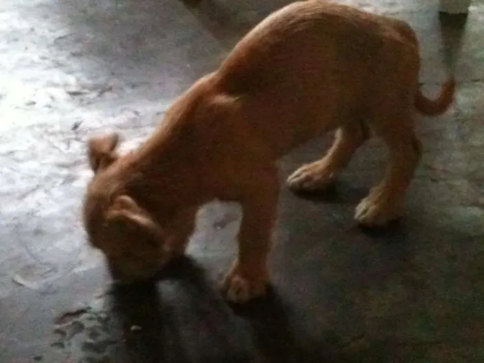 Cachorro ra a  idade 2 a 6 meses nome Joanita