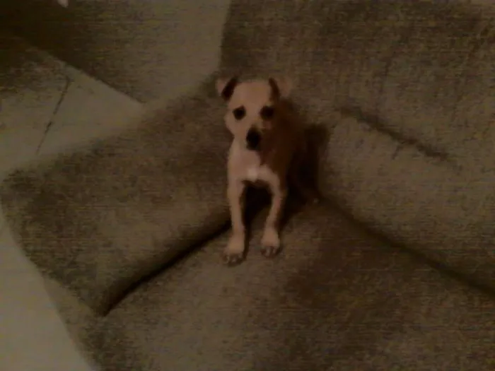 Cachorro ra a SRD idade 2 a 6 meses nome Sem nome