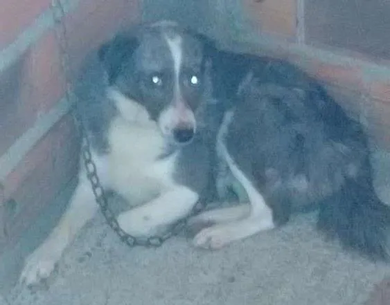 Cachorro ra a Vira lata idade 3 anos nome Japa