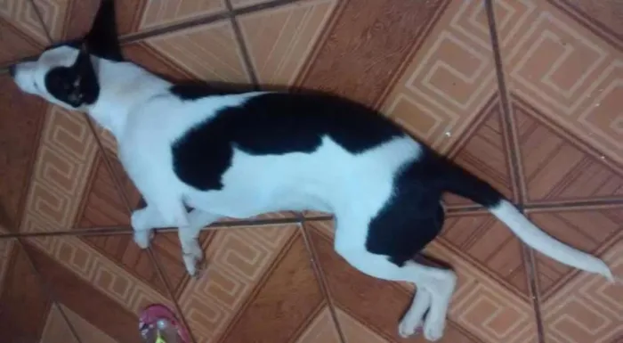 Cachorro ra a vira-lata  idade 2 a 6 meses nome Felicia 