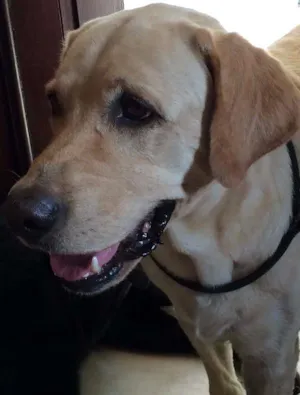 Cachorro raça Labrador idade 5 anos nome Ralf