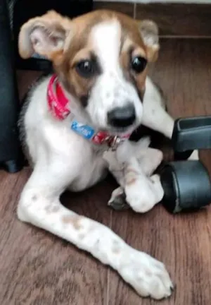Cachorro raça SRD idade 2 a 6 meses nome Lola GRATIFICA