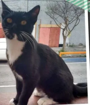 Gato raça SRD idade 7 a 11 meses nome Malika