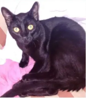 Gato raça SRD idade 7 a 11 meses nome Spock