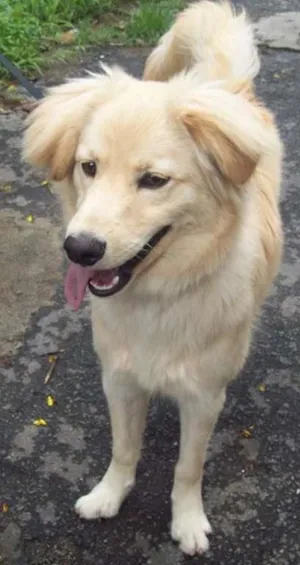 Cachorro raça SRD idade 7 a 11 meses nome GALAK