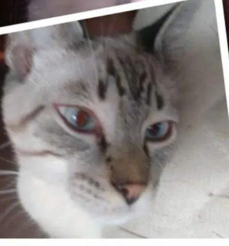 Gato ra a SRD idade 7 a 11 meses nome Pequeno