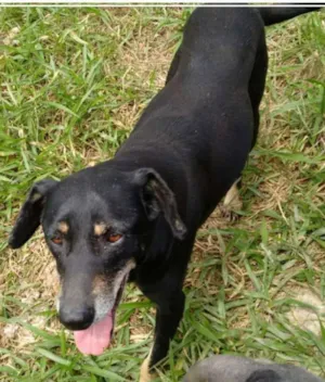 Cachorro raça SRD idade 6 ou mais anos nome Tina