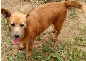 Cachorro raça SRD idade 6 ou mais anos nome Dê