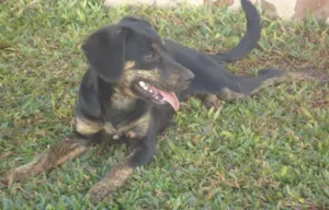 Cachorro raça SRD idade 7 a 11 meses nome lola