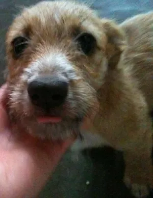 Cachorro raça  idade 2 a 6 meses nome Joanita