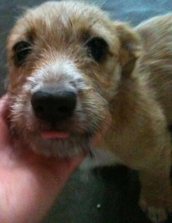 Cachorro ra a  idade 2 a 6 meses nome Joanita