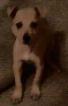 Cachorro raça SRD idade 2 a 6 meses nome Sem nome