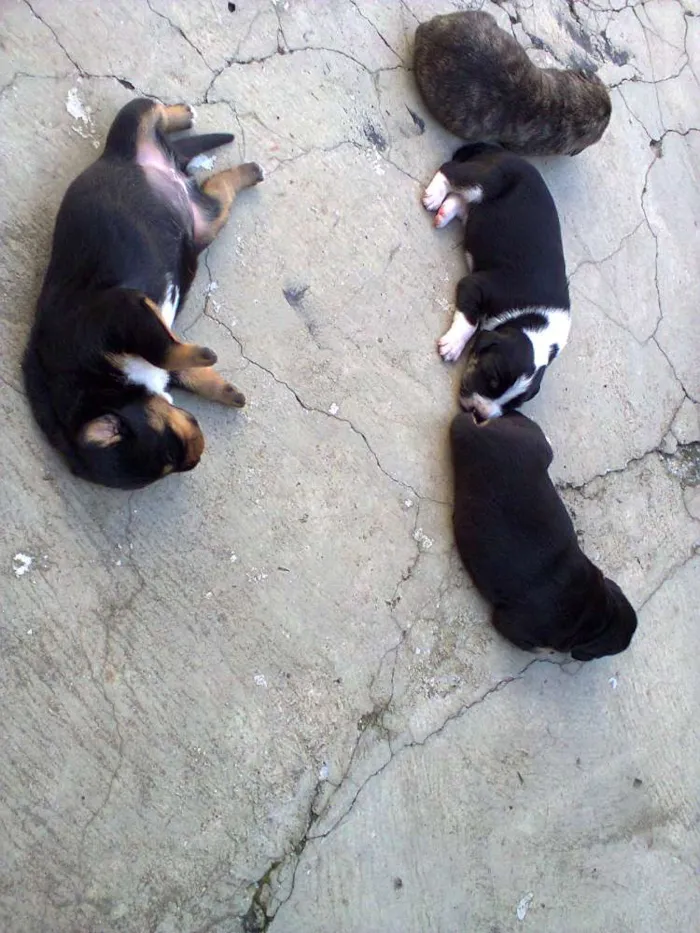Cachorro ra a  idade Abaixo de 2 meses nome sem nome