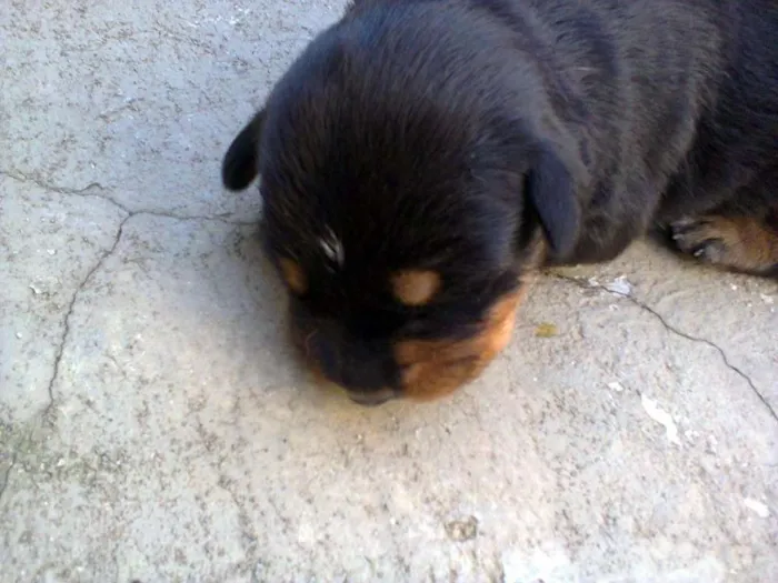 Cachorro ra a  idade Abaixo de 2 meses nome sem nome