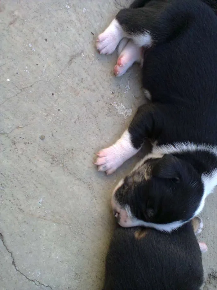 Cachorro ra a  idade Abaixo de 2 meses nome sem nome