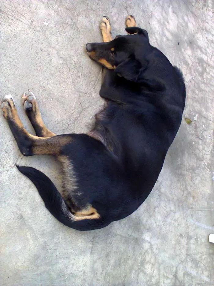 Cachorro ra a  idade Abaixo de 2 meses nome sem nome