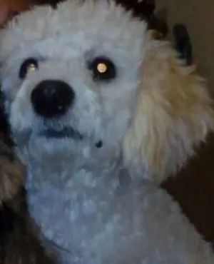 Cachorro raça Poodle idade 7 a 11 meses nome Nestor