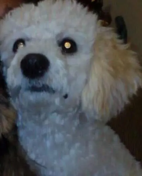 Cachorro ra a Poodle idade 7 a 11 meses nome Nestor
