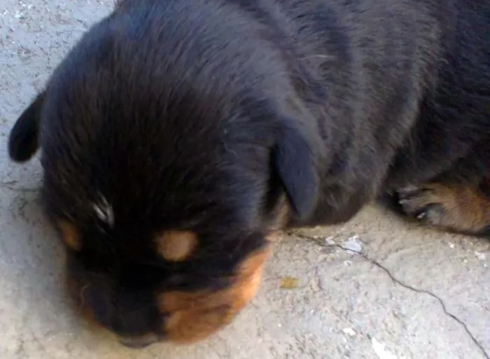 Cachorro ra a  idade Abaixo de 2 meses nome sem nome