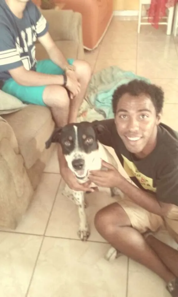 Cachorro ra a Vira lata  idade 2 anos nome Rambo 