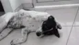 Rambo 
