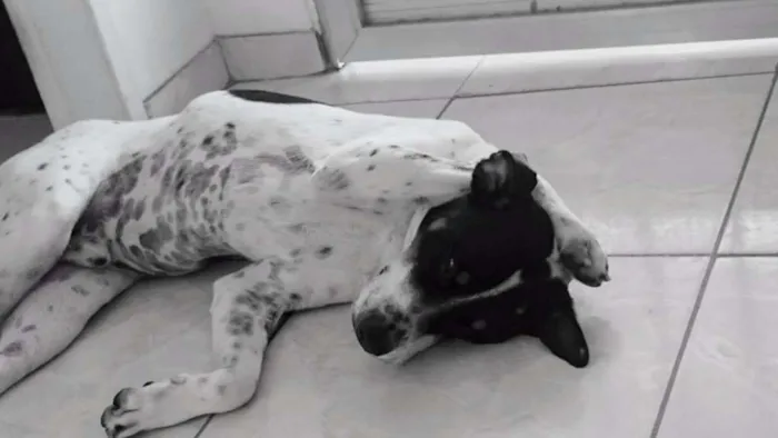 Cachorro ra a Vira lata  idade 2 anos nome Rambo 