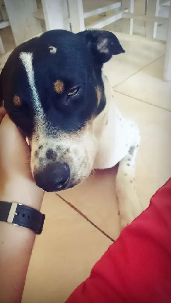 Cachorro ra a Vira lata  idade 2 anos nome Rambo 