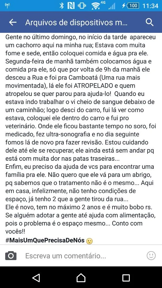 Cachorro ra a Vira lata  idade 2 anos nome Rambo 