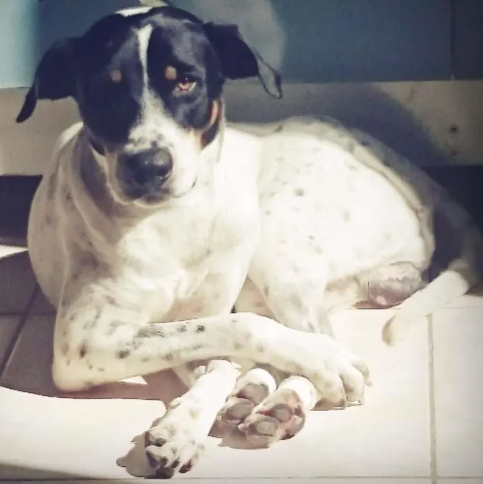 Cachorro ra a Vira lata  idade 2 anos nome Rambo 
