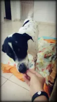 Rambo 