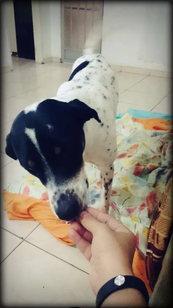 Cachorro ra a Vira lata  idade 2 anos nome Rambo 