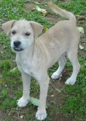 Cachorro raça SRD idade 2 a 6 meses nome silver