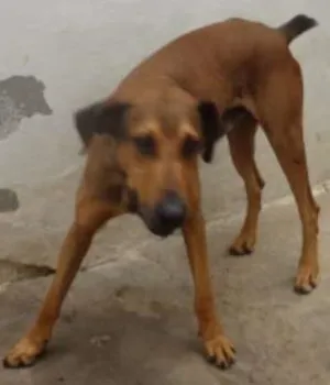 Cachorro raça SRD idade 4 anos nome dimy
