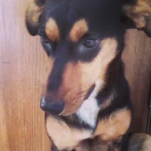 Cachorro raça SRD idade 7 a 11 meses nome Fredo