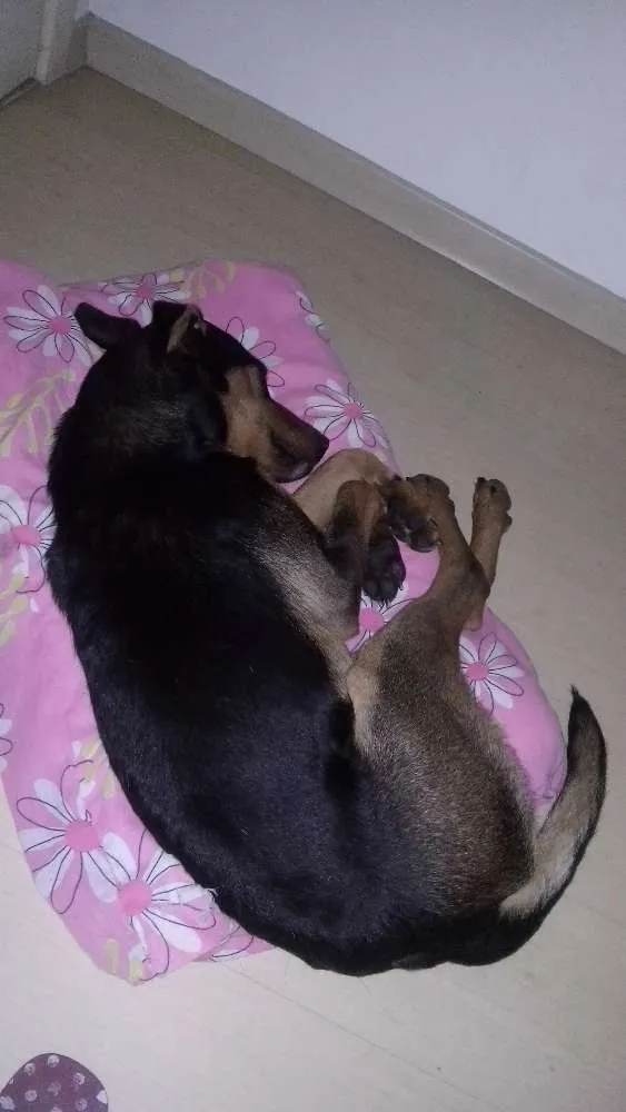 Cachorro ra a SRD idade 7 a 11 meses nome Fredo
