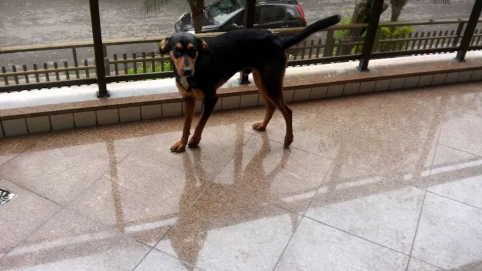 Cachorro ra a SRD idade 7 a 11 meses nome Fredo