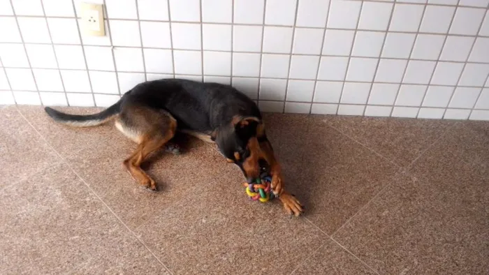 Cachorro ra a SRD idade 7 a 11 meses nome Fredo