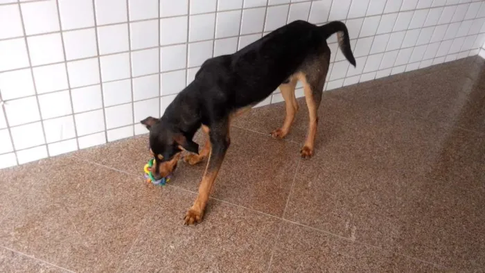 Cachorro ra a SRD idade 7 a 11 meses nome Fredo