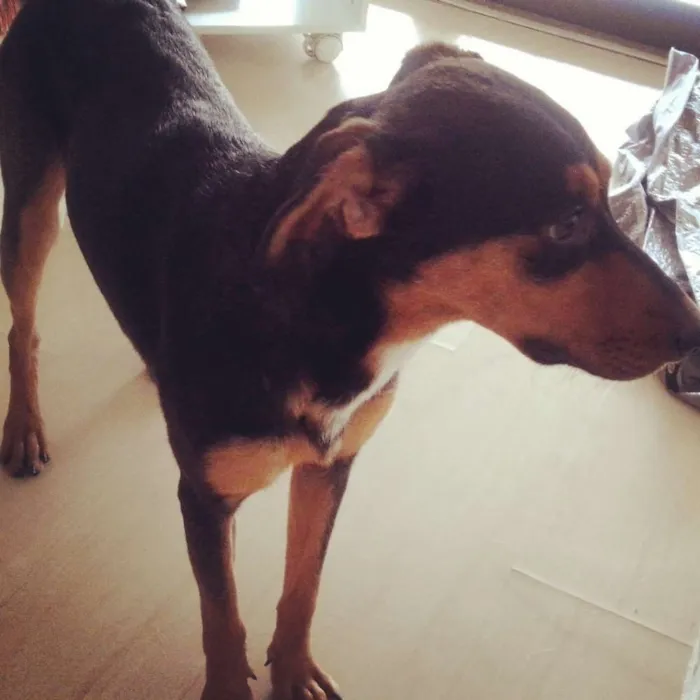 Cachorro ra a SRD idade 7 a 11 meses nome Fredo