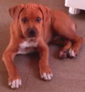 Cachorro raça Boxer idade 2 a 6 meses nome Biscoito