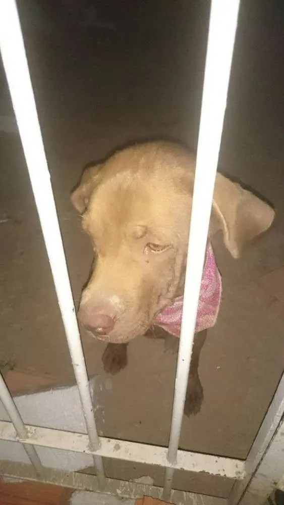 Cachorro ra a SRD idade 7 a 11 meses nome Docinho