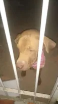 Docinho