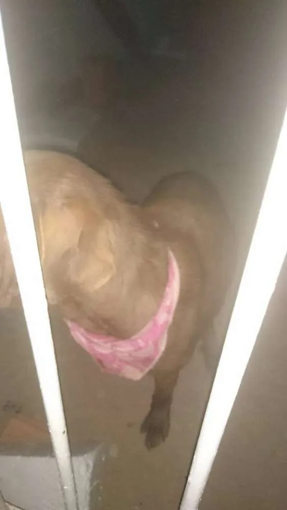 Cachorro ra a SRD idade 7 a 11 meses nome Docinho