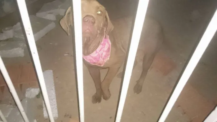 Cachorro ra a SRD idade 7 a 11 meses nome Docinho