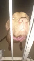 Docinho